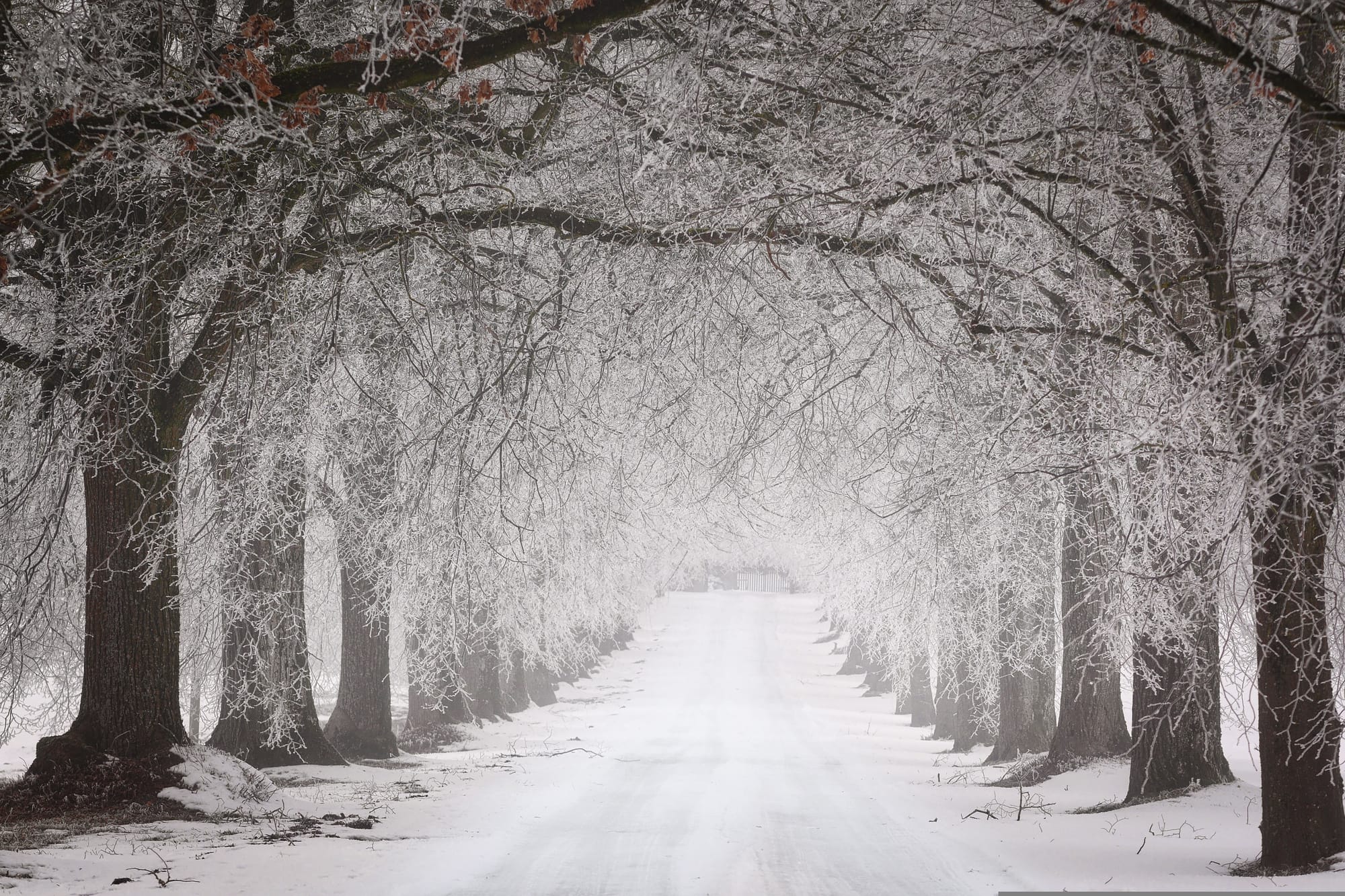 Snowy road with frosted trees in winter. 