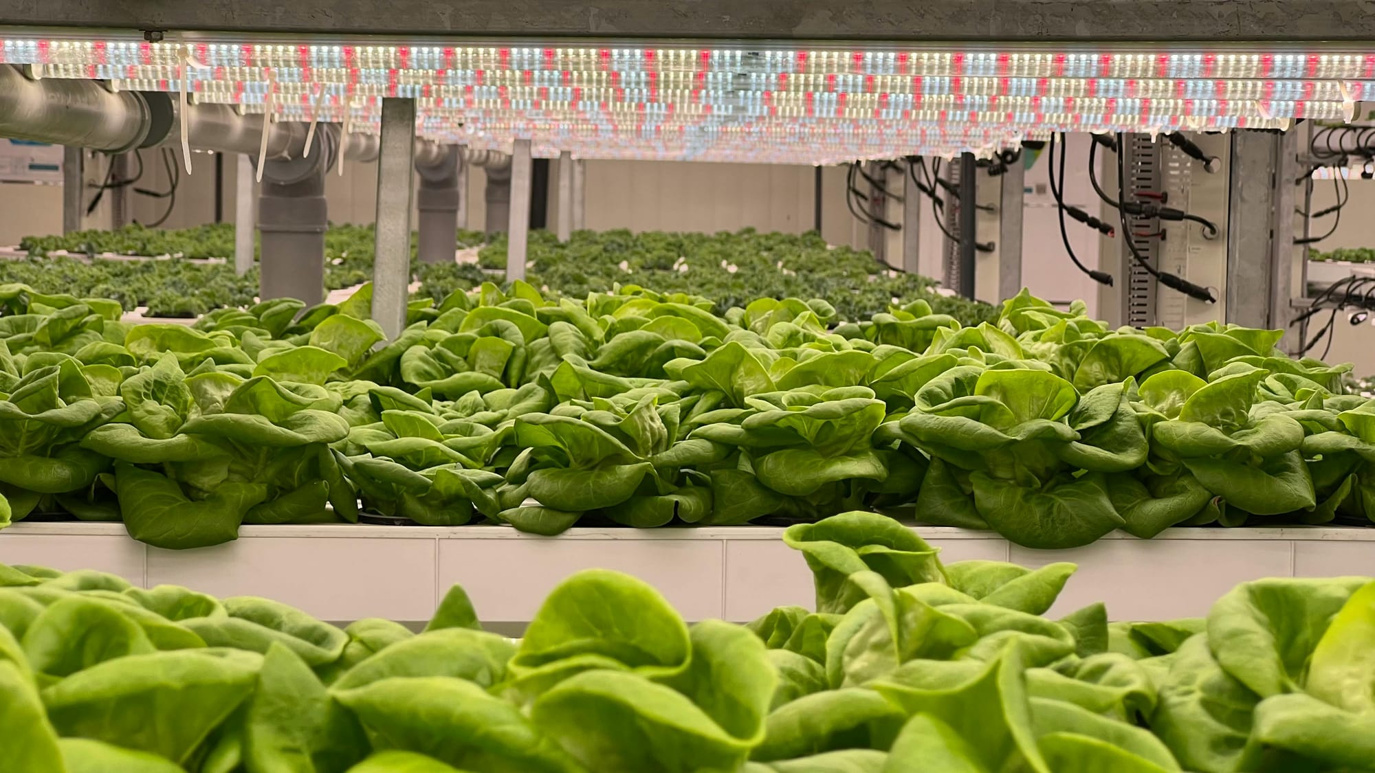 Indoor Hydroponic Farm