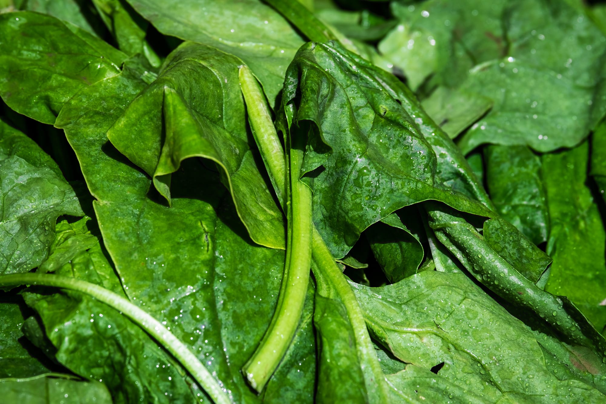 Spinach Leaf