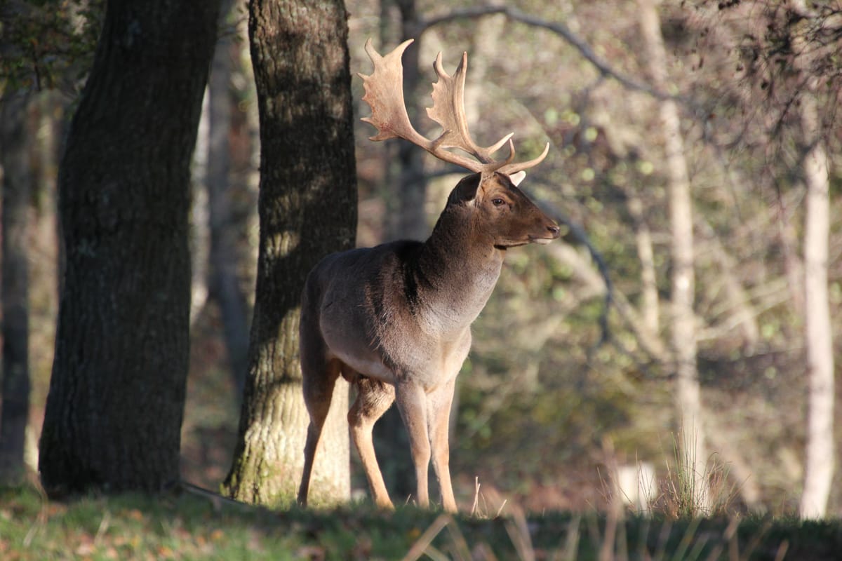 Wild deer with large antlers in a forest.