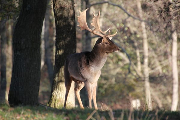 Wild deer with large antlers in a forest.