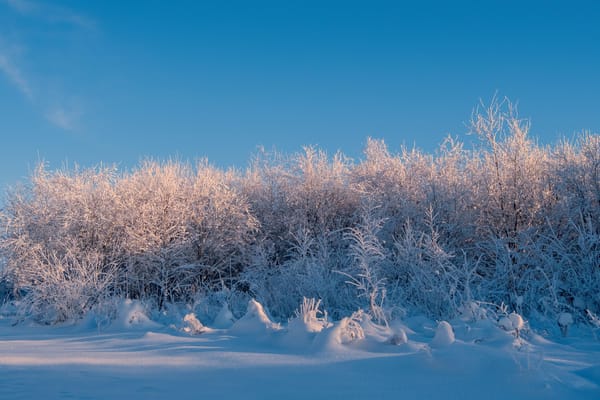 A frozen snowy hedge with a clear blue sky. 