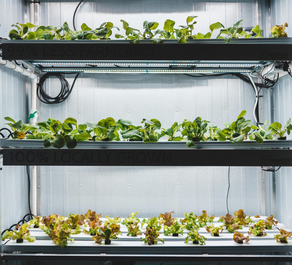 Three vertical layer rack of small plants in an indoor farm