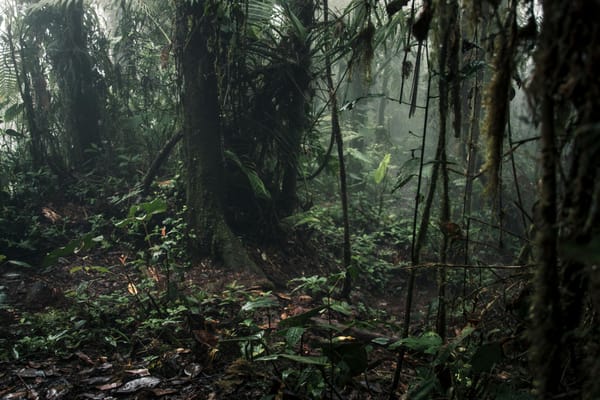 Dense Jungle Canopy with Vegetation